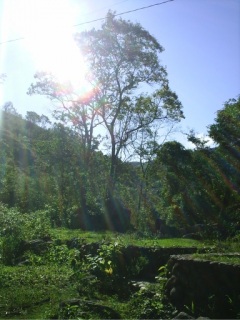 sunlit