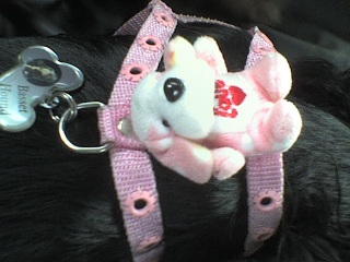 Chibi's leash