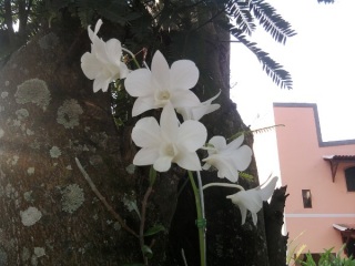 White orchid